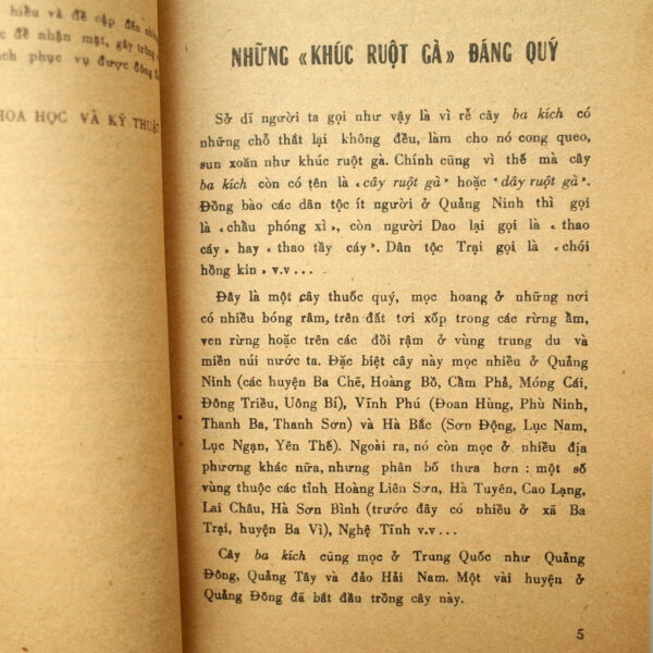 NHỮNG CÂY THUỐC BỔ THƯỜNG DÙNG - Hình ảnh 6