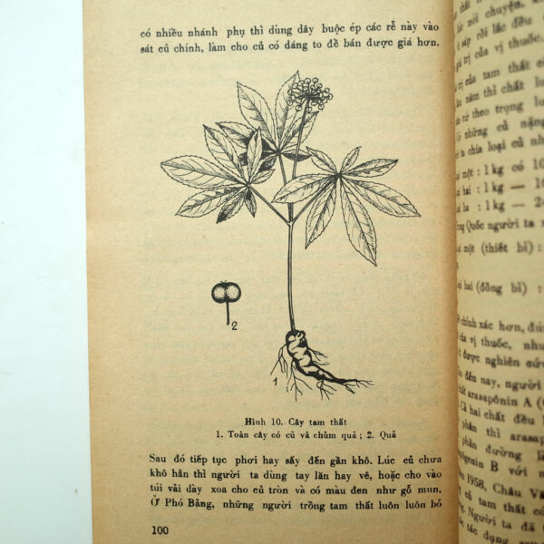 NHỮNG CÂY THUỐC BỔ THƯỜNG DÙNG - Hình ảnh 4